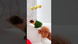 🤣😂🤣 Funny Caique Parrot | Cheshire, the mischievous Caique & Soobin, the Spoiled Teacup Poodle