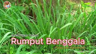 Rumput Benggala #Serial Pakan Ternak #Panicum maximum