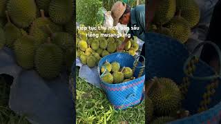 sầu riêng musangking cơm vip #durian #fruit #cholachbentre