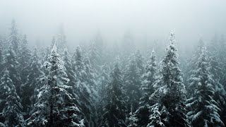 Windy Winter Storm | Snowstorm, Pine, Forest | Snowy White Noise Ambience | 12 Hours