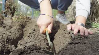 Vers uit de tuin - Geen groene vingers?