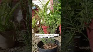 Rosemary Plant #youtubeshorts #plant #medicinalherb #medicine