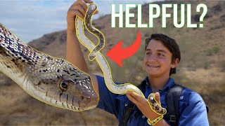 The Gopher Snake: Everything You Need To Know!