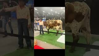 The ASI Show in Fort Worth was a blast complete with a Texas Longhorn