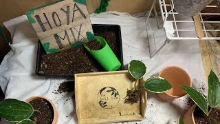 Repotting house plants demo-how to Repot and care for Hoya. soil, watering & fertilizing #hoya