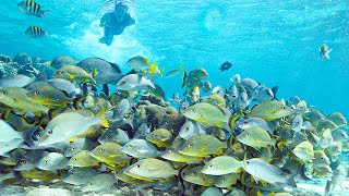 Hol Chan Marine Reserve | Top Coral Reef Scuba Diving | Belize, Caribbean