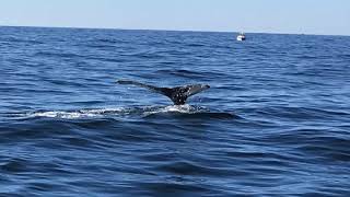 Dolphin Fleet Whale Watch of Provincetown, Massachusetts on Sunday, 10-01-2017