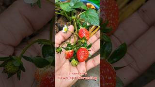 Strawberry Fruit Journey, Strawberry Flowering To Harvesting #shorts #gardeningshorts #स्ट्रॉबेरी