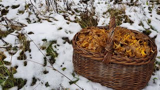 Winterpilze?! Nein, danke - erstmal sammle ich Trompies🍄 | Pilze bei Eis & Schnee ❄