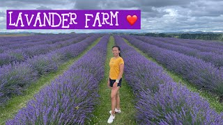 Lavander Farm in Auckland, New Zealand 🇳🇿