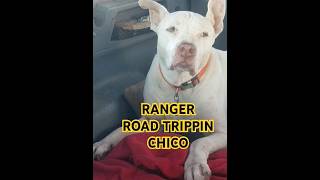 RANGER vs WINCO TREATS ?? 🐶 ||#rangerlife #doglover #shortvideo #cutedog #dog #roadtrip #subscribe