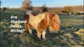 Are Shetland Ponies Strong? TV Episode 464