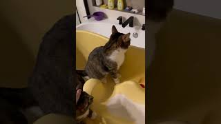 Коты принимают ванную #cat #catvideos #котики #смешные #животные #жизнькота