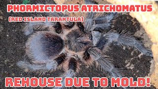 Phormictopus atrichomatus (Red Island tarantula) rehouse