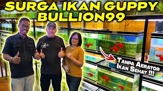 Surganya Ikan Guppy Berkualitas ada di Sini !!! Bullion99