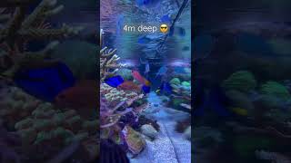 4m deep reef tank #aquarium #marinetank #reefaquarium #mtp #reef #update #tank