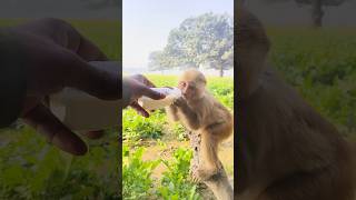 Bandar ka bachcha dudhu pita 🍼🐵#bandar #monkeyvideo #monkey 0744