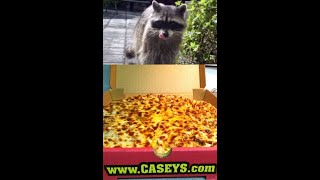 Pizza Night For Trixie the Raccoon