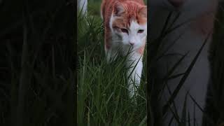 Friendly neighbour #shortvideo #cat #garden #happy