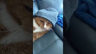 Rikki gets ready for a cold winter 🥶🥶❄️❄️ #pets  #cat videos