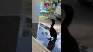 bebek kurang asem main sosor aja tuh burung