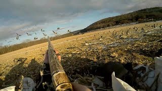 Goose hunt Southern NY 2018