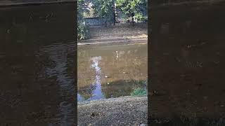 Ducks on the Miljacka River, Sarajevo