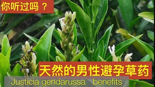 驳骨消中草药（尖尾鳳）它可帮助治骨折，也是男人的避孕草。 justicia gendarussa medicinal uses。