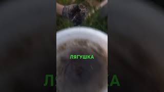 Лягушка 🐸