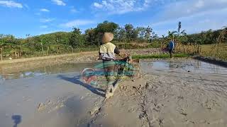 traktor sawah! menggaru sedikit air!!