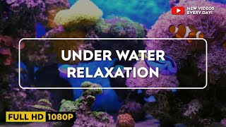 Underwater Footage + Relaxing Music | French Polynesia, Indonesia Upscale