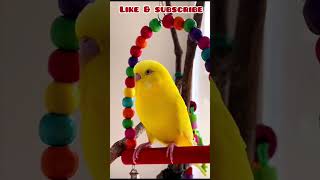 Fun Stuff to Do by Budgie or Parakeet!              #birds #viral #parakeet #parrot #shorts