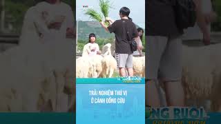 #Shorts Trải nghiệm thú vị ở cánh đồng cừu