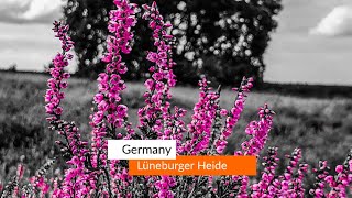 Day trip to Lüneburger Heide | Purple flowers