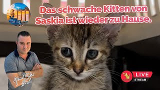 Das schwache Kitten von Saskia ist wieder zu Hause.