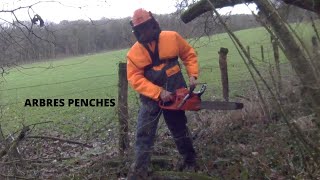 Abattage des arbres penchés!