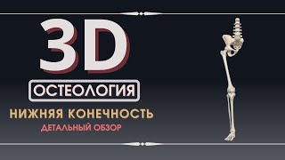 3D Анатомия Нижней Конечности - Остеология