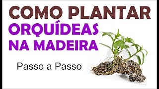 Como cultivar orquideas em lugar quente