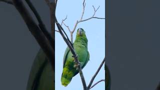 Beautiful Parrot