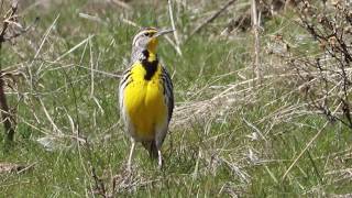 Western Meadowlark Windy Day