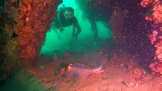 'Mattaphon Wreck' at Koh Larn island | Diving in Pattaya, Thailand