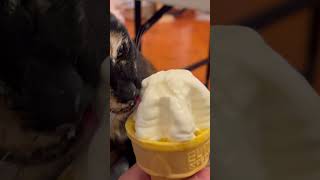 Cat and ice cream