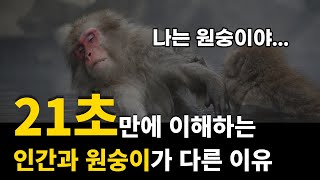 인간의 조상은 원숭이가 아니다 #shorts