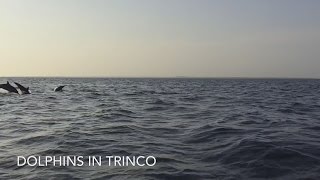 Dolphins in Trinco [Slow-Mo HD]