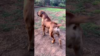 Boerboel on Alert