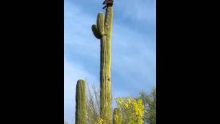 How Little Harris Hawks get started