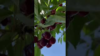 cherry tree fruit | cherry fruit plant |genus Prunus, and fleshy drupe (stone fruit).