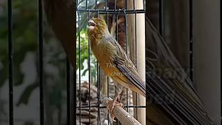 Estimule outros canários rapidamente #birds #canary #canario #canarysinging