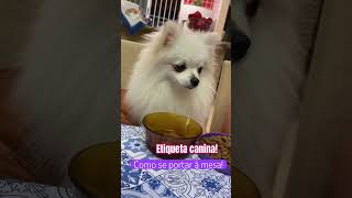 Lulu da Pomerânia comportada | Mallu Severo #youtubeshorts #5k #pet #filhotes