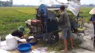 Reisernte in Vietnam - Dreschen am Straßenrand